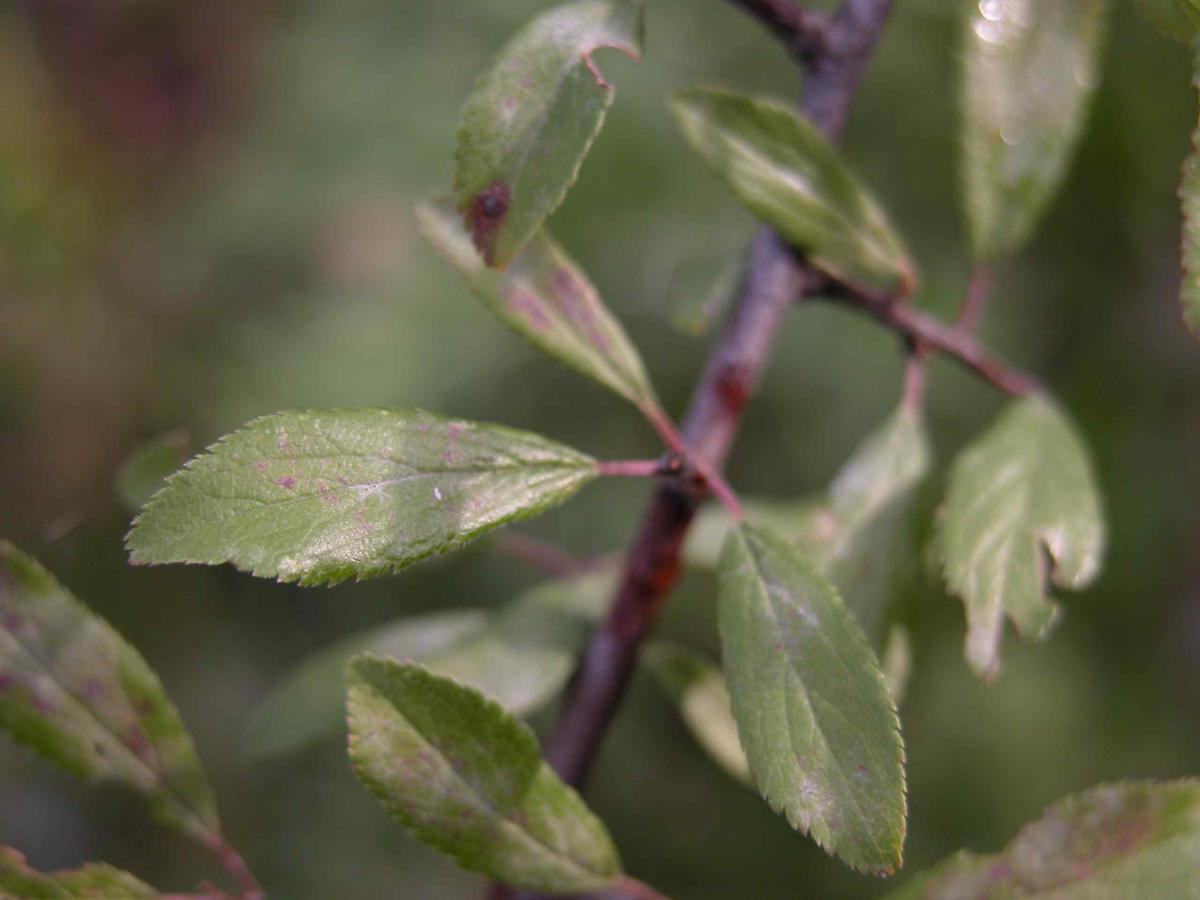 Blackthorn leaf